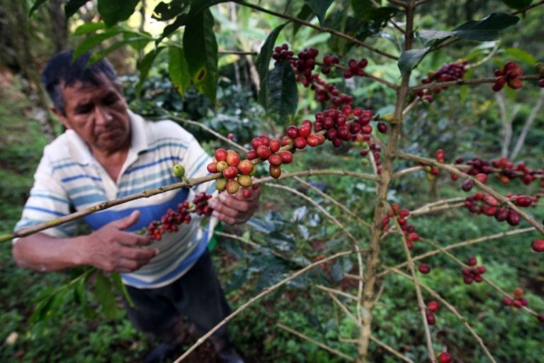 Guano de la isla es utilizado para mejorar producción de café