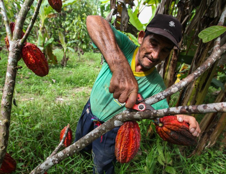 CACAO