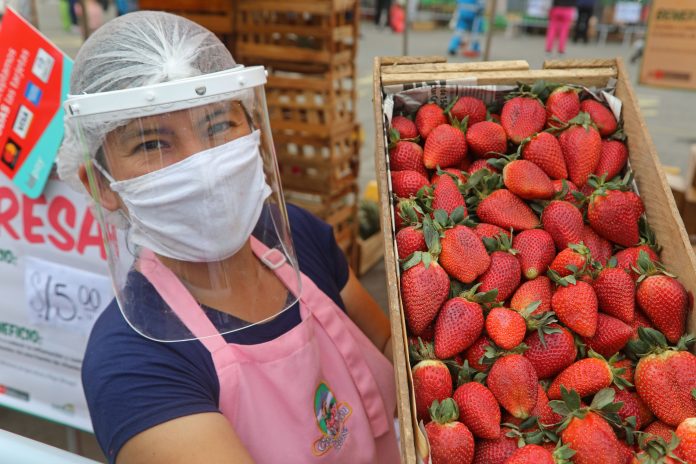 Más de 17 mil toneladas de fresas peruanas exportadas en 2023