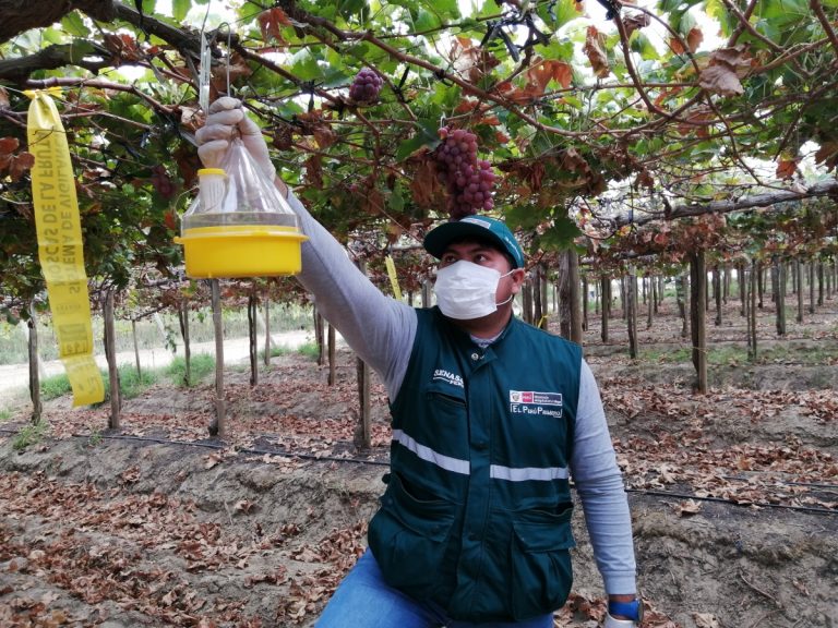 MINAGRI atiende más de 60 mil hectáreas para resguardar la producción frutícola de Piura