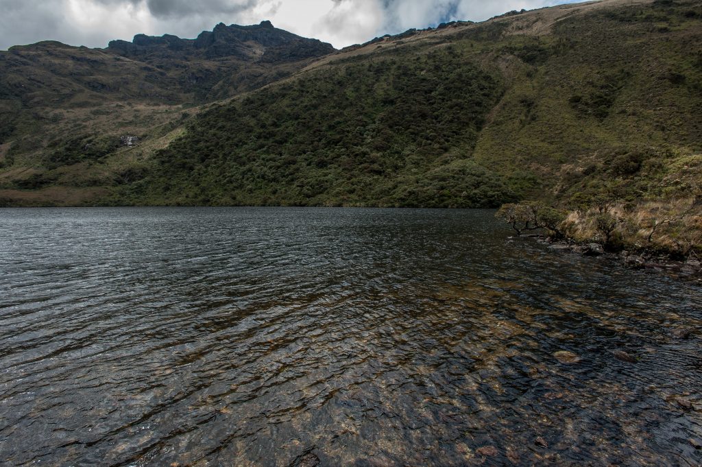 PÁRAMOS Y BOSQUES DE MONTAÑA