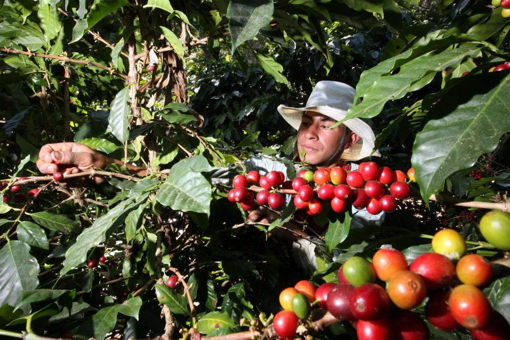 Finca cafe Los Planes Sergio Ticas CORTADORES DE CAFE, TRILLADO DE CAFE, ARBUSTOS DE CARGADOS DE CAFE, ROSTROS DE SERGIO TICAS CAFICULTOR.