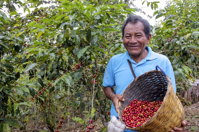 Venta de café generó más de $4.5 millones en campaña 2020