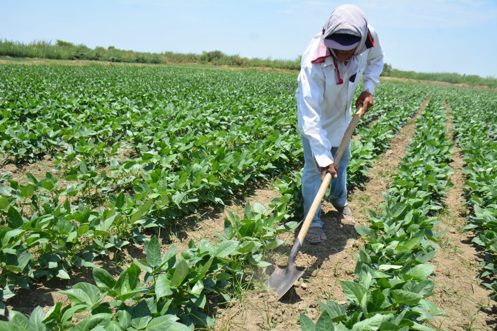 AGRICULTURA. AGRICULTOR. CAMPO.
