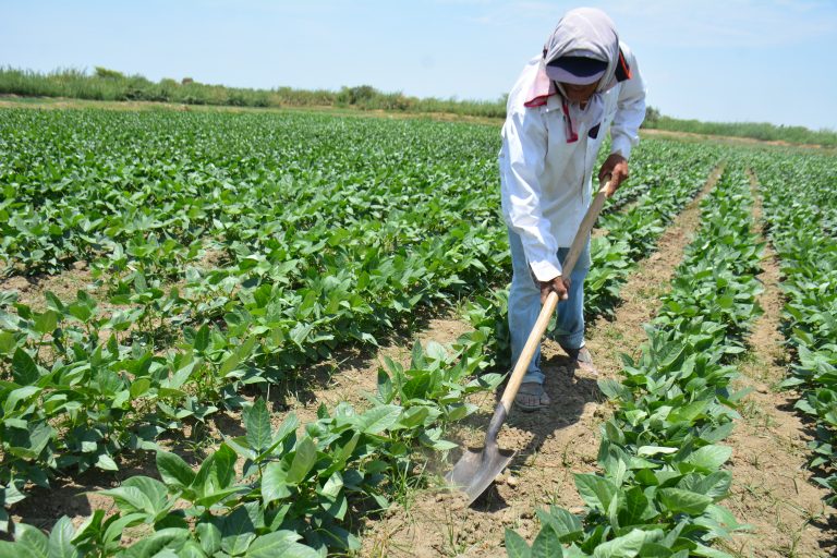 AGRICULTURA. AGRICULTOR. CAMPO.