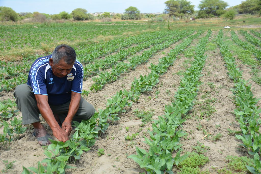 AGRICULTURA. AGRICULTOR. CAMPO.