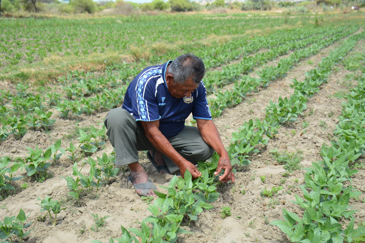 El 100% de fertilizantes estará exonerado de IGV para impulsar el sector agrícola AGRICULTURA. AGRICULTOR. CAMPO.