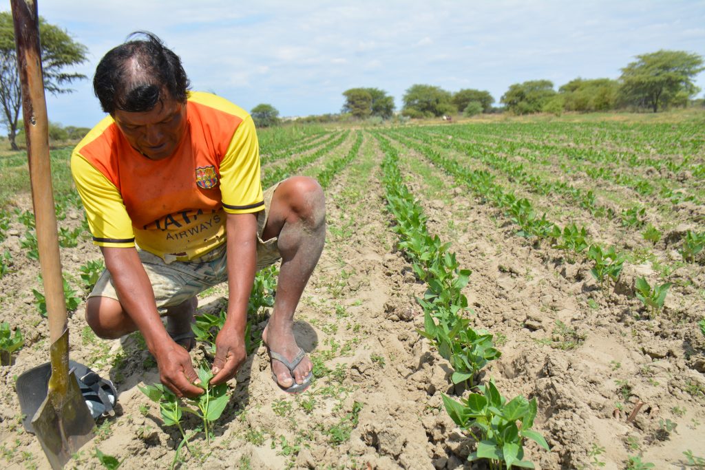 AGRICULTURA. AGRICULTOR. CAMPO.