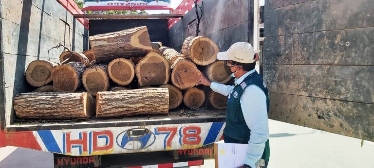 SERFOR decomisa madera talada ilegalmente en bosque seco fronterizo con Ecuador
