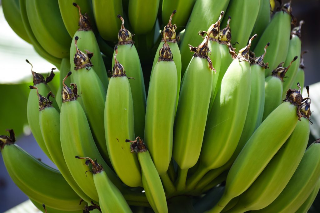 BANANO