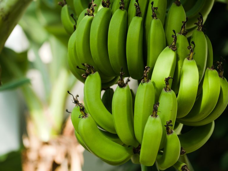 Puerto de Paita brinda mayores facilidades a los agroexportadores del norte del país
