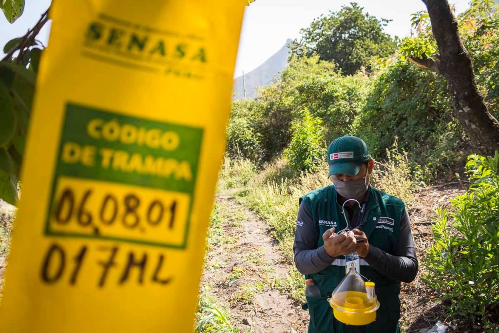 Erradicación de Moscas de la fruta en beneficio de la agricultura familiar de Tumbes