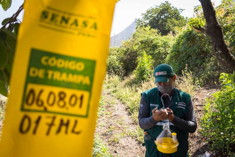 Erradicación de Moscas de la fruta en beneficio de la agricultura familiar de Tumbes
