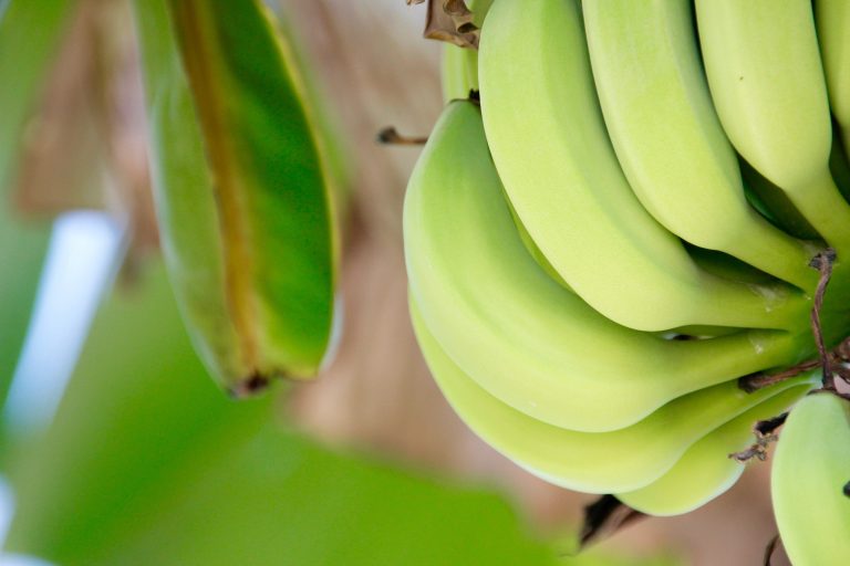 BANANO