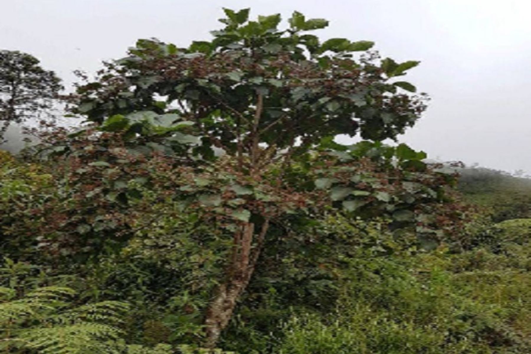 Conoce las propiedades medicinales del árbol de la quina