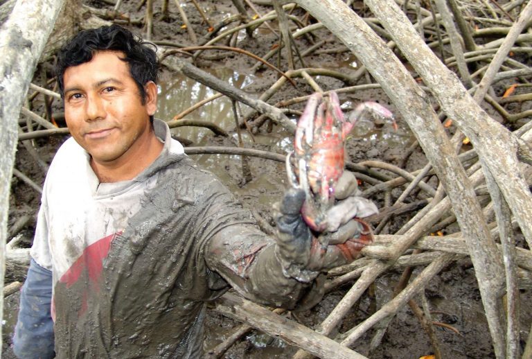 Conoce la importancia de las vedas en el ecosistema del manglar