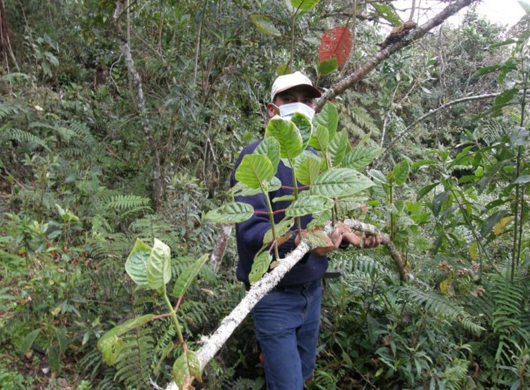 AMAZONAS, ARBOL DE LA QUINA