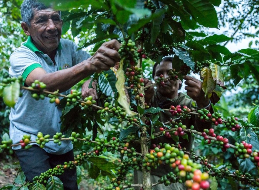café peruano