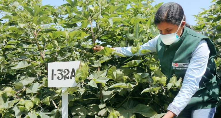 Minagri impulsa programa de mejoramiento genético del algodón Pima