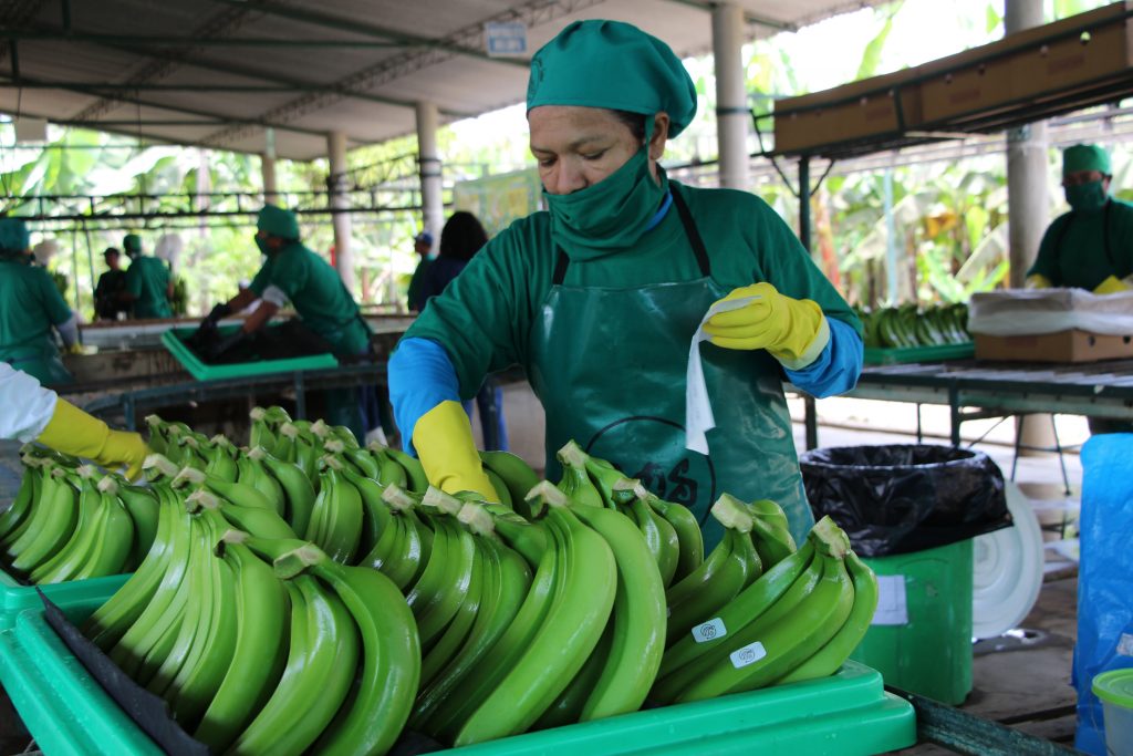 BANANO ORGÁNICO