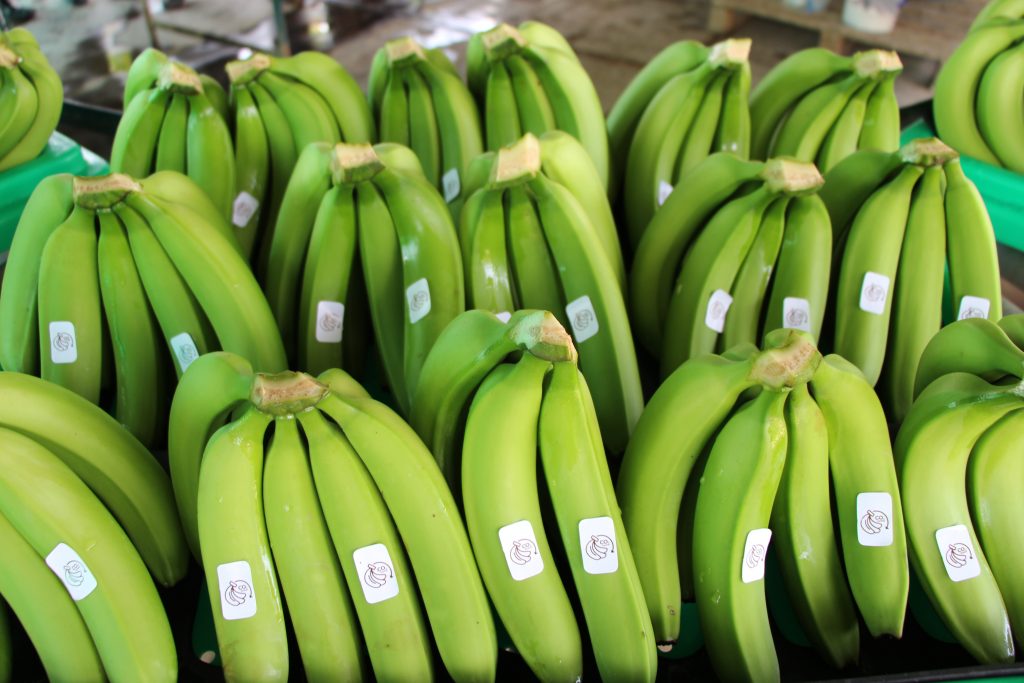 BANANO ORGÁNICO
