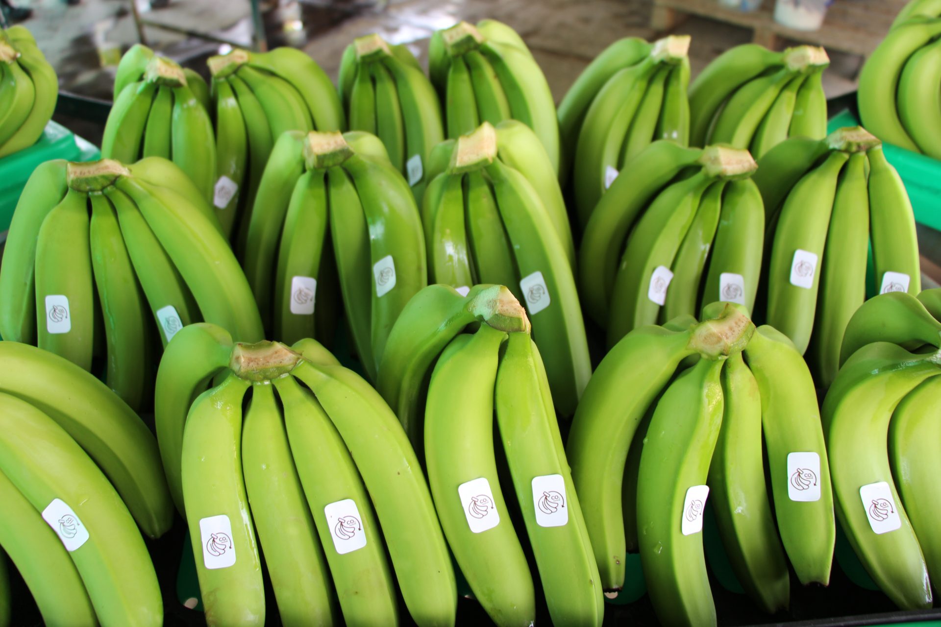 Asociación De Banano Orgánico Busca Expandirse En Nuevos Mercados