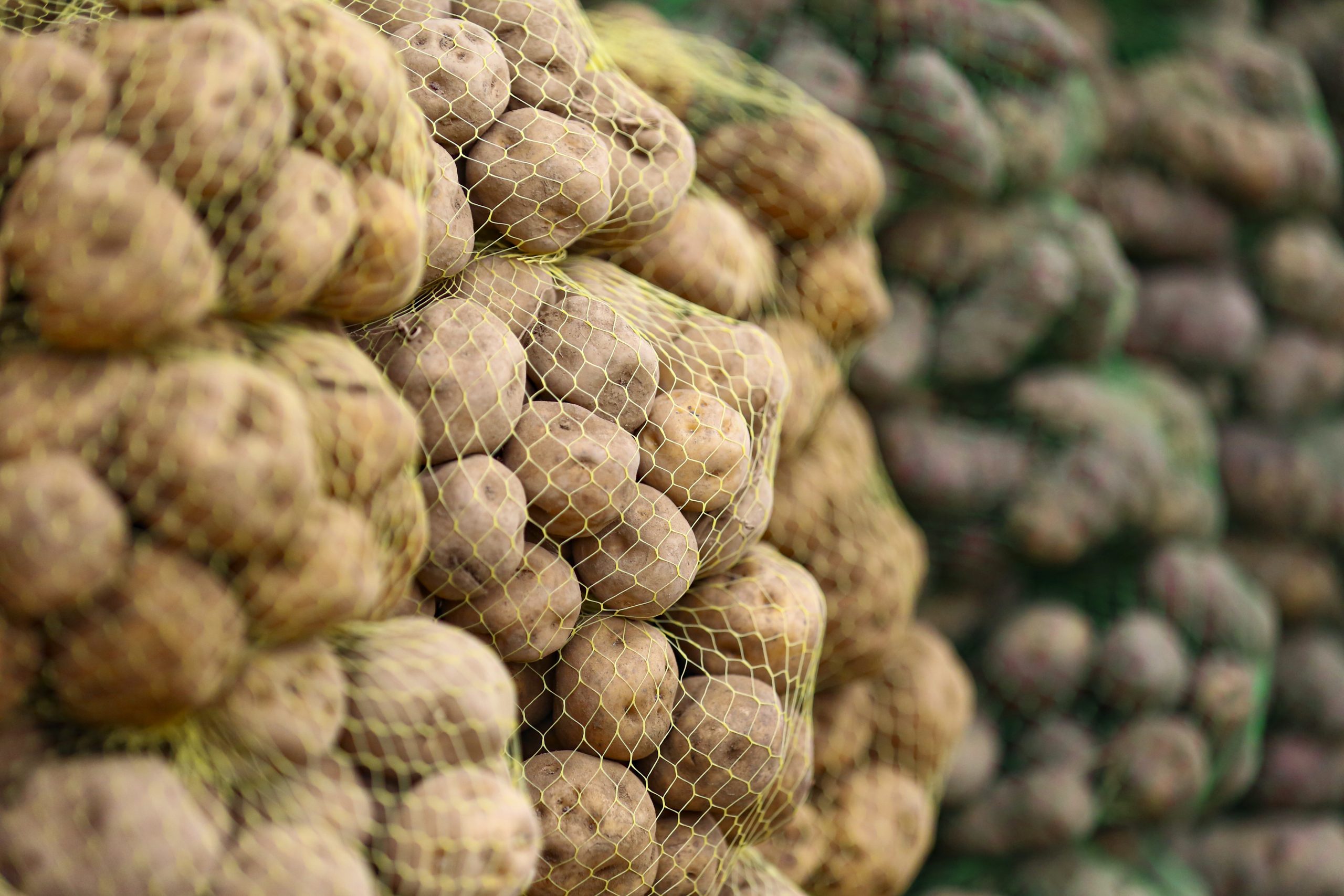 Presentan proyecto de ley para suspender la importación de la papa, quinua y arroz PAPAS