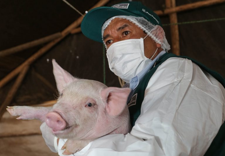 Virus detectado en cerdos en china no pone en riesgo producción porcina del Perú