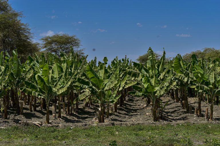 Exportación de banano orgánico genera ventas de 70 mil dólares en el Alto Piura