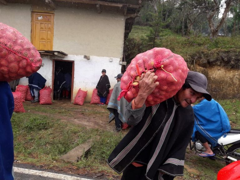 Pobladores altoandinos sembrarán más de 7 mil kilos de papa en Pacaipampa