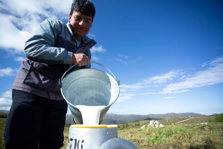 Sector lácteo es fundamental para la seguridad alimentaria de la región