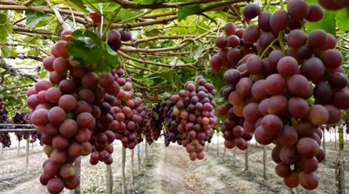Certifican primeros envíos de pasas de uva para exportación