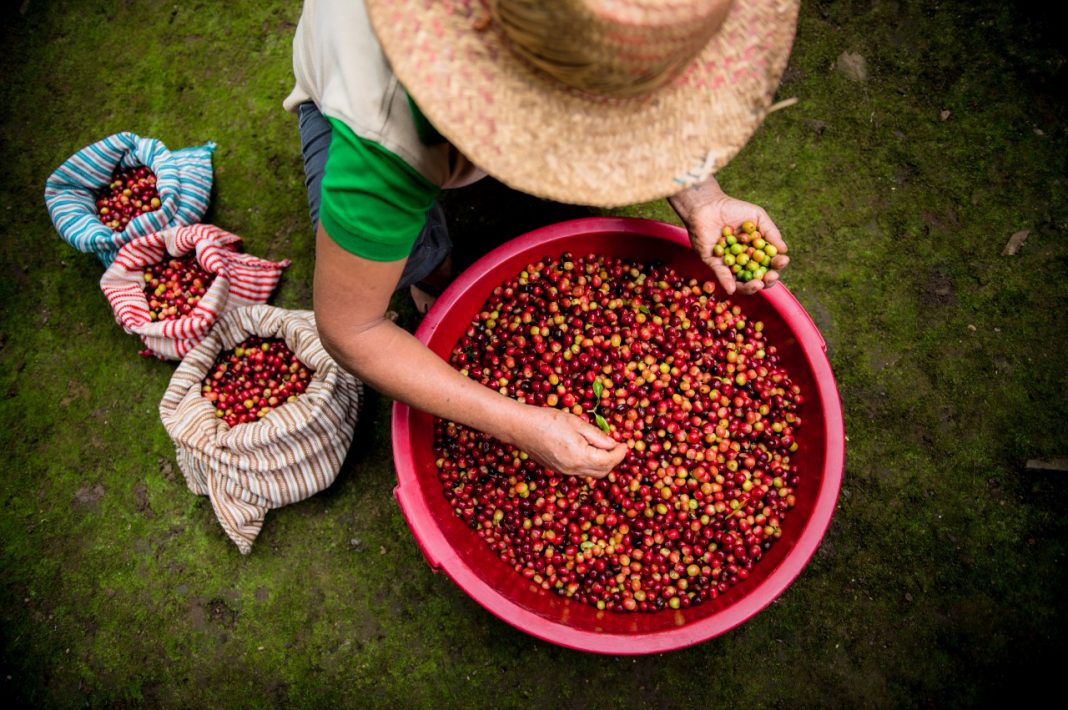 Conoce el café de San Miguel de El Faique, el mejor del mundo