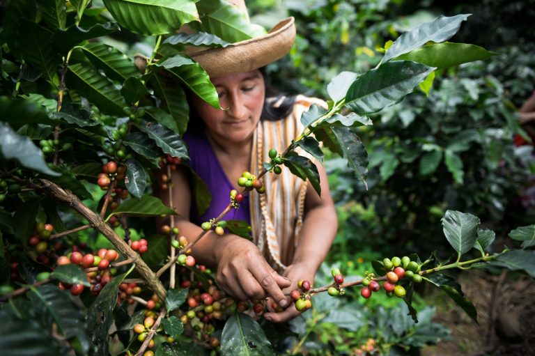 Lanzan primera plataforma virtual para la promoción del café peruano