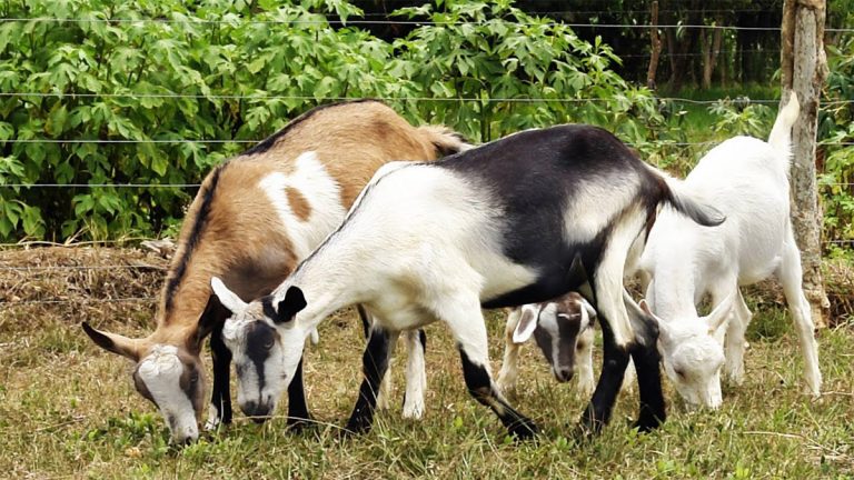 Producción pecuaria y la proteína animal son esenciales para los sistemas agrícolas