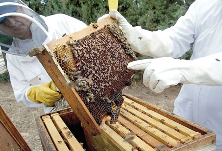 Más de 40 mil pequeños productores se dedican a la producción de miel