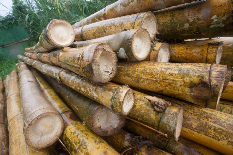 El bambú permite mitigar el cambio climático en Perú