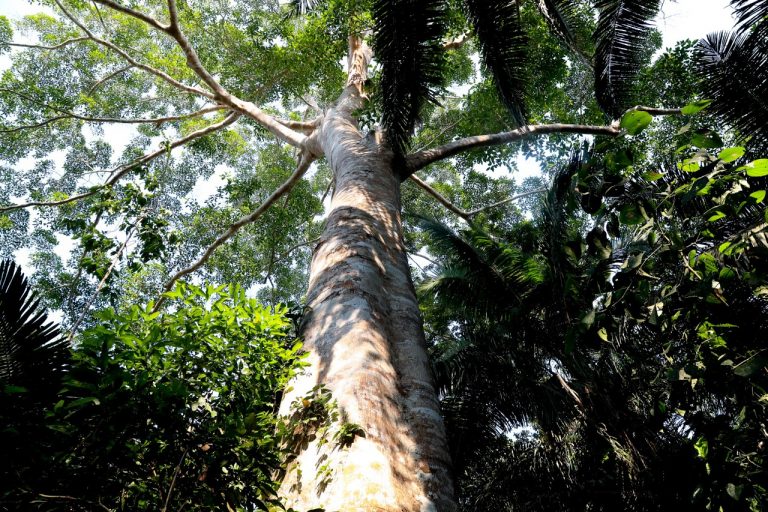 Con plataforma satelital detectan tala y deforestación de bosques Con plataforma satelital detectan tala y deforestación de bosques