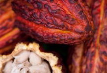 Conoce la huella hídrica del cacao