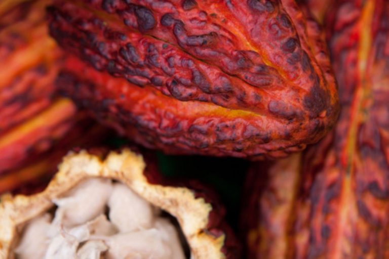 Conoce la huella hídrica del cacao Conoce la huella hídrica del cacao