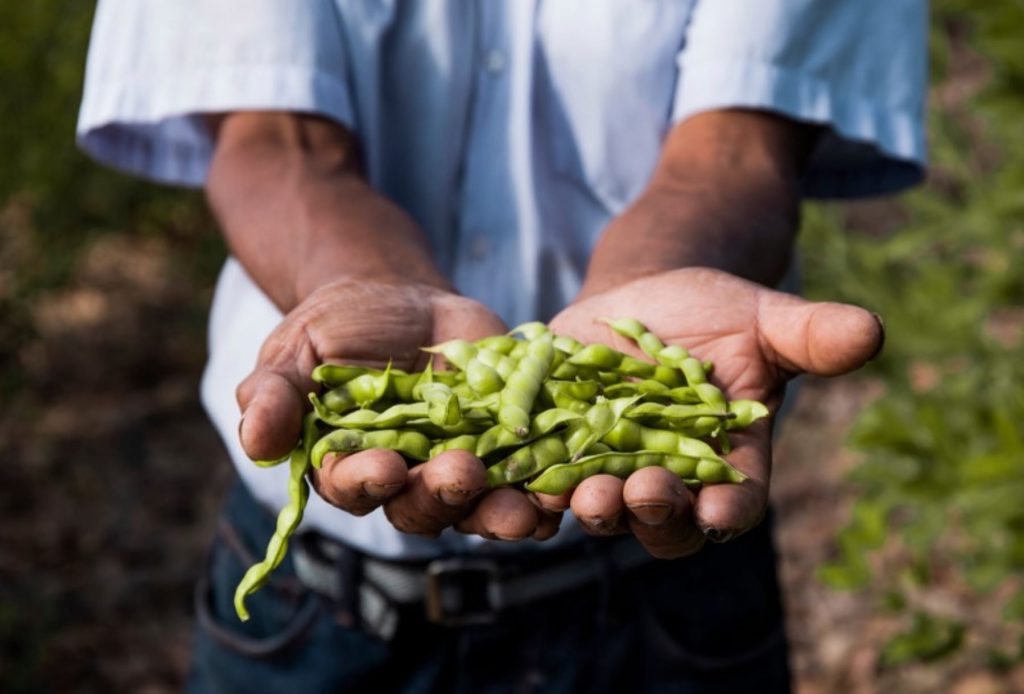 Aprueban Marco Orientador de cultivos de la campaña agrícola 2020-2021