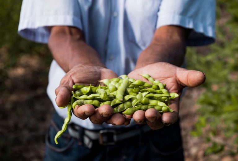 Aprueban Marco Orientador de cultivos de la campaña agrícola 2020-2021