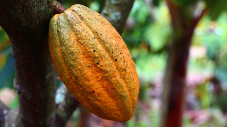 Piura y San Martín intercambian experiencias de investigación en el cultivo de cacao