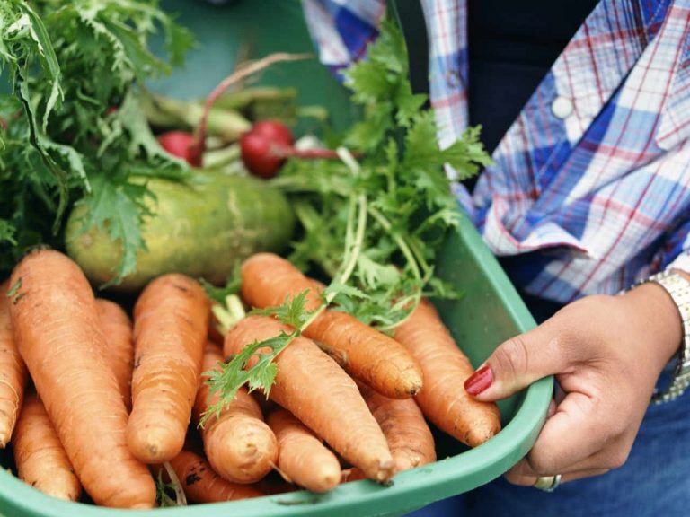 Aprende cómo cultivar alimentos en casa