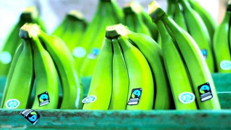 Exportaciones peruanas de banano caen un 60.8% durante enero-julio de este año