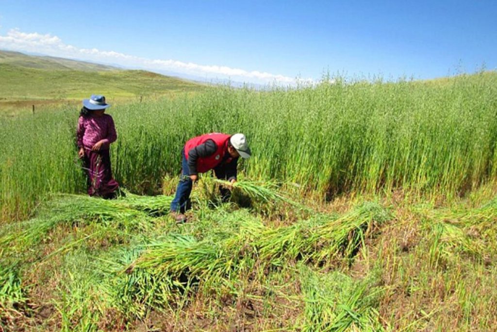 Proyecto de inclusión digital y financiera beneficia a 2 mil agricultores en Piura