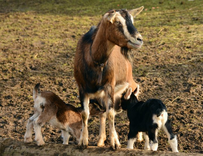 Piura tiene potencial para producir quesos de leche de cabra