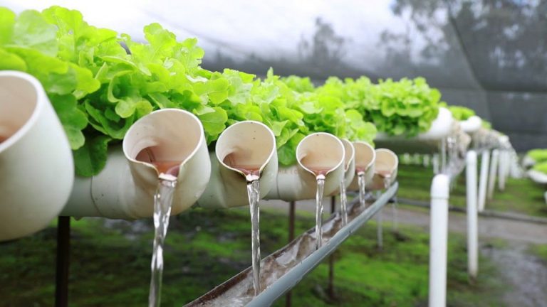 10 razones para tener tu huerta hidropónica en casa