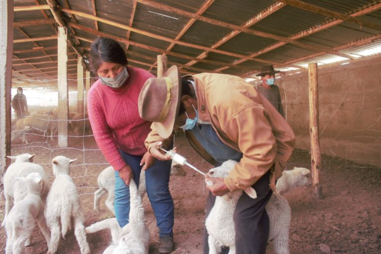 MINAGRI: Agro rural obtiene autorización para certificar manejo técnico-productivo de ovinos