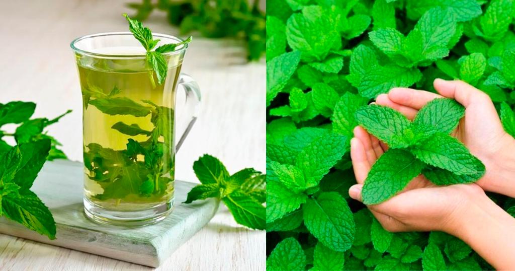 MENTA, CULTIVO, COMUNIDAD VERDE